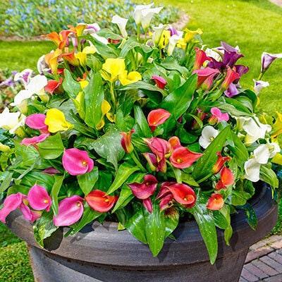 Calla Lily "Rainbox Mix" - Image 3