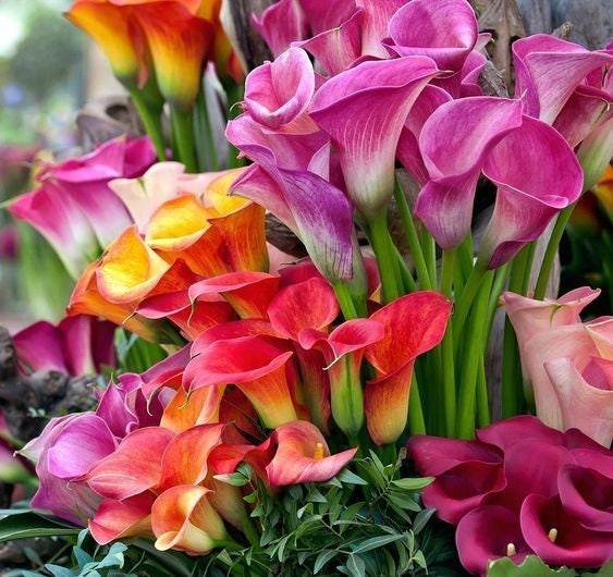 Calla Lily "Rainbox Mix" - Image 5