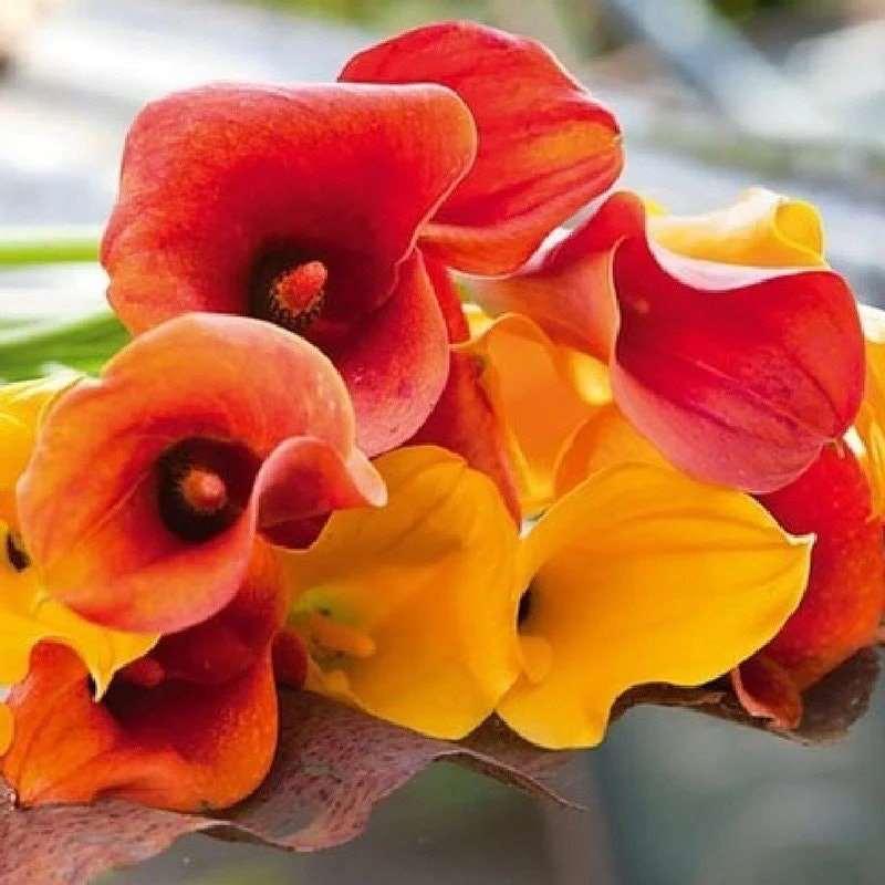 Calla Lily "Warm Tones Mix" - Image 3