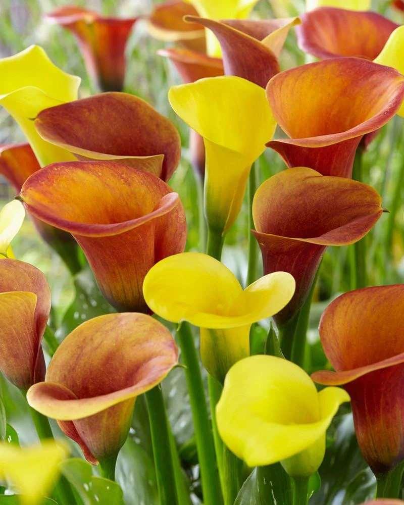 Calla Lily "Warm Tones Mix" - Image 5