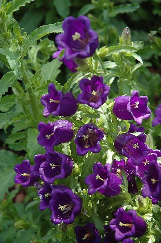 Canterbury Bells "Champion Blue" - Image 3