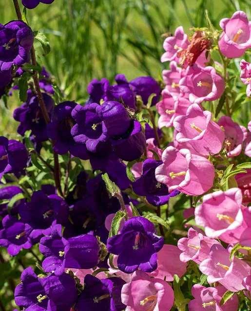 Canterbury Bells "Champion Blue" - Image 4
