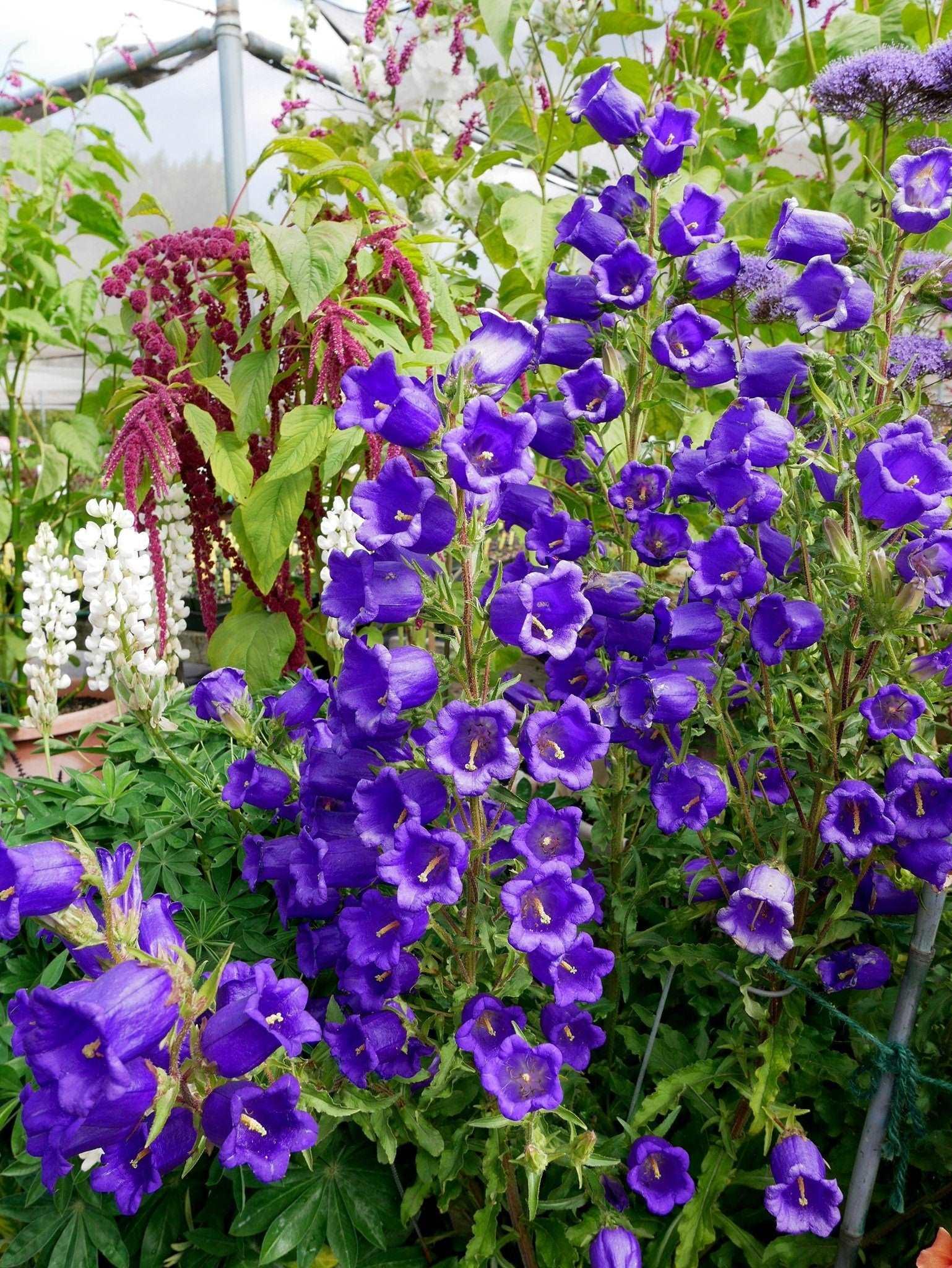 Canterbury Bells "Champion Blue" - Image 5