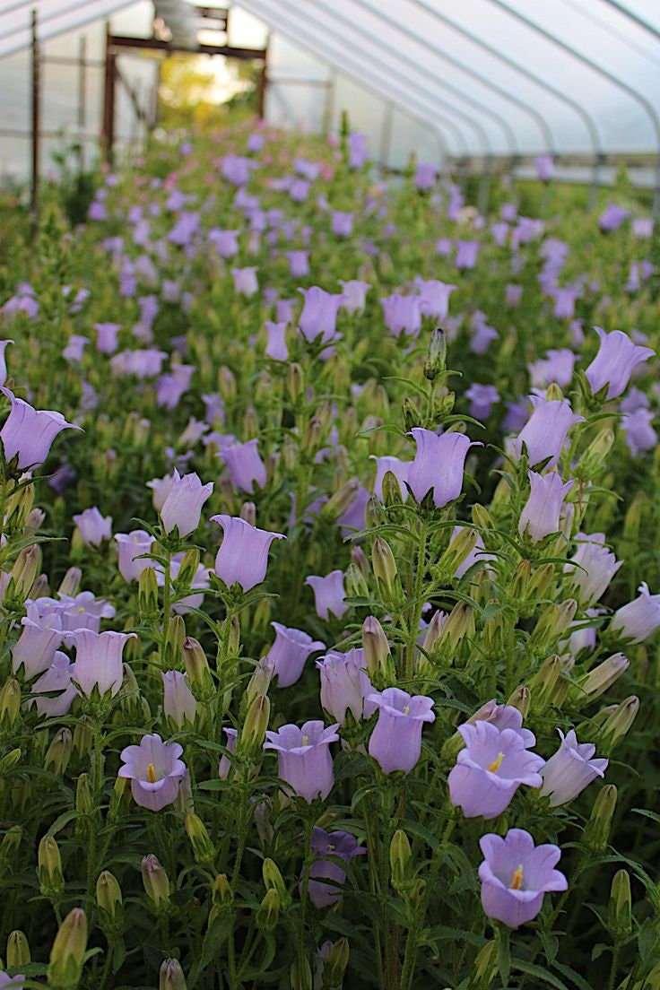 Canterbury Bells "Champion Lavender" - Image 3