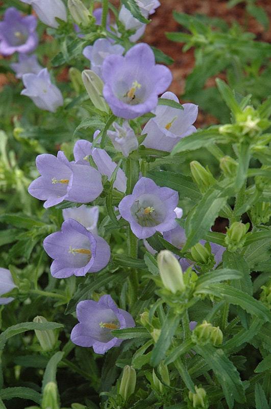 Canterbury Bells "Champion Lavender" - Image 4