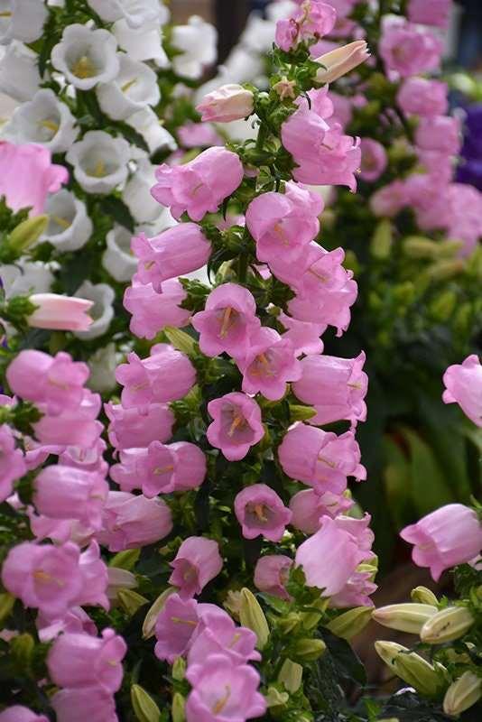 Canterbury Bells "Champion Pink" - Image 3