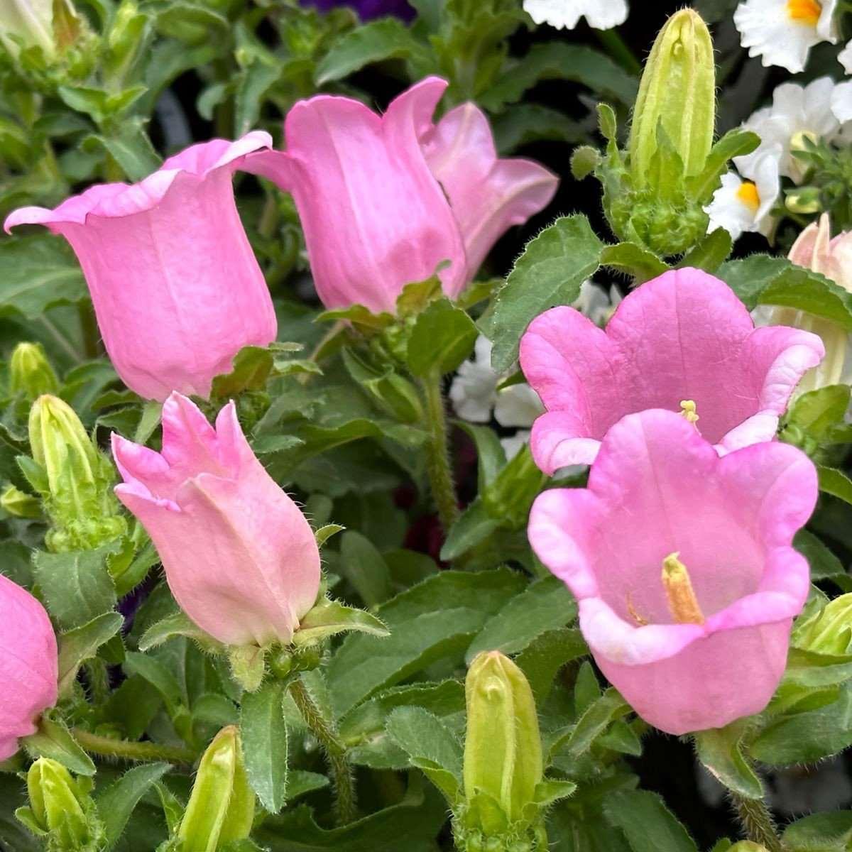 Canterbury Bells "Champion Pink" - Image 4