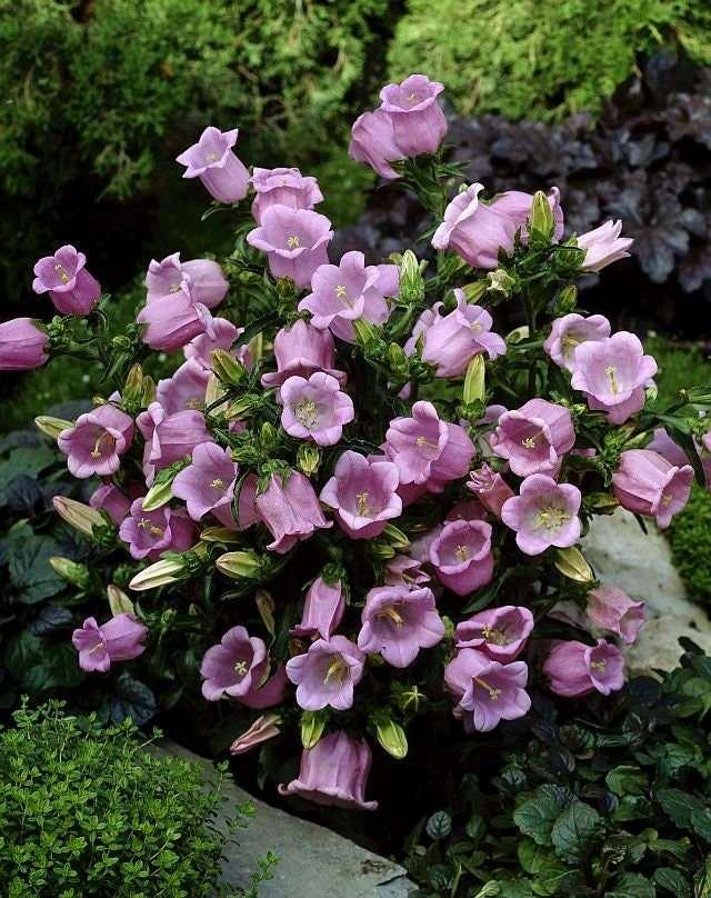 Canterbury Bells "Champion Pink" - Image 5