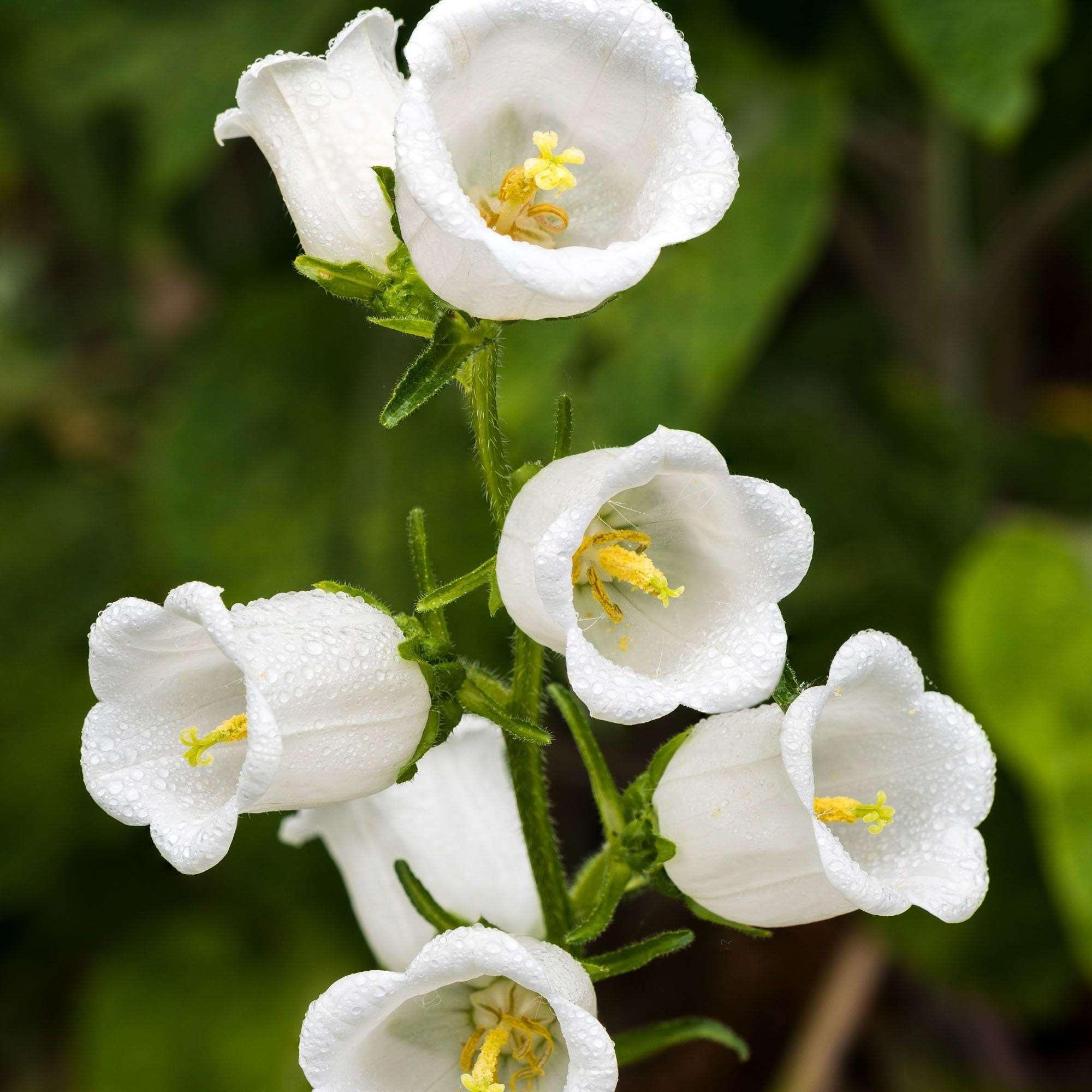 Canterbury Bells "Champion White"