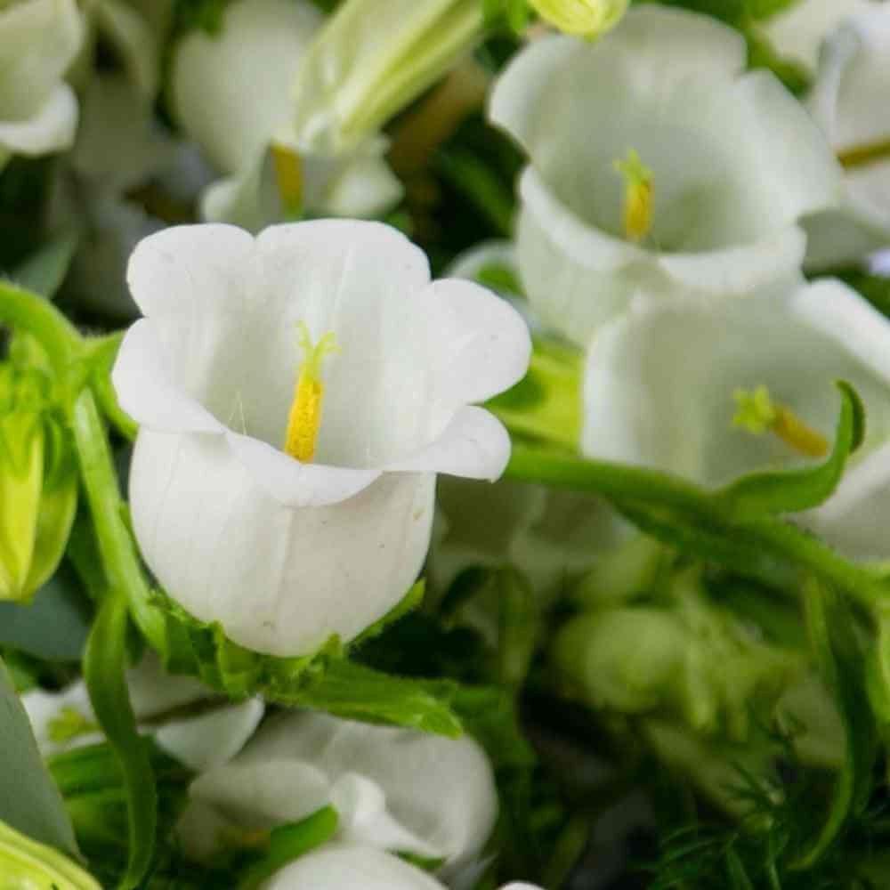 Canterbury Bells "Champion White" - Image 2