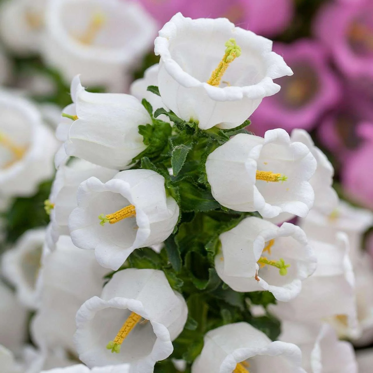 Canterbury Bells "Champion White" - Image 3