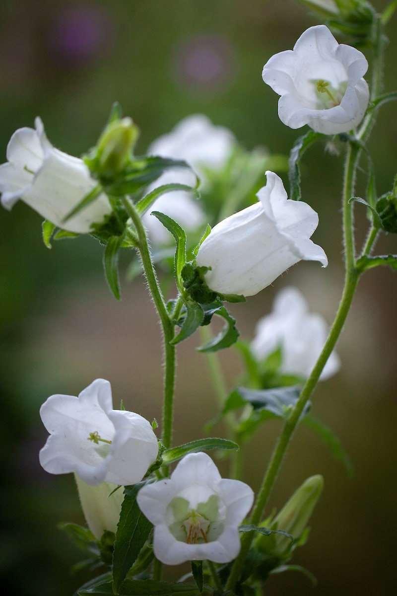 Canterbury Bells "Champion White" - Image 4