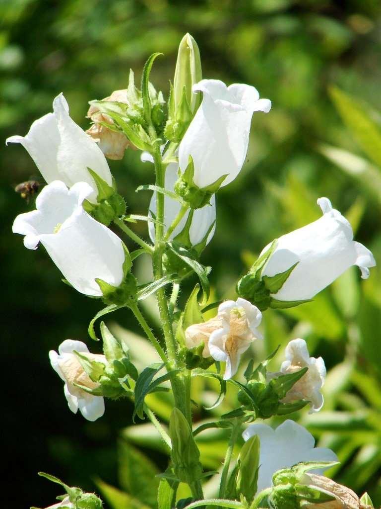Canterbury Bells "Champion White" - Image 5