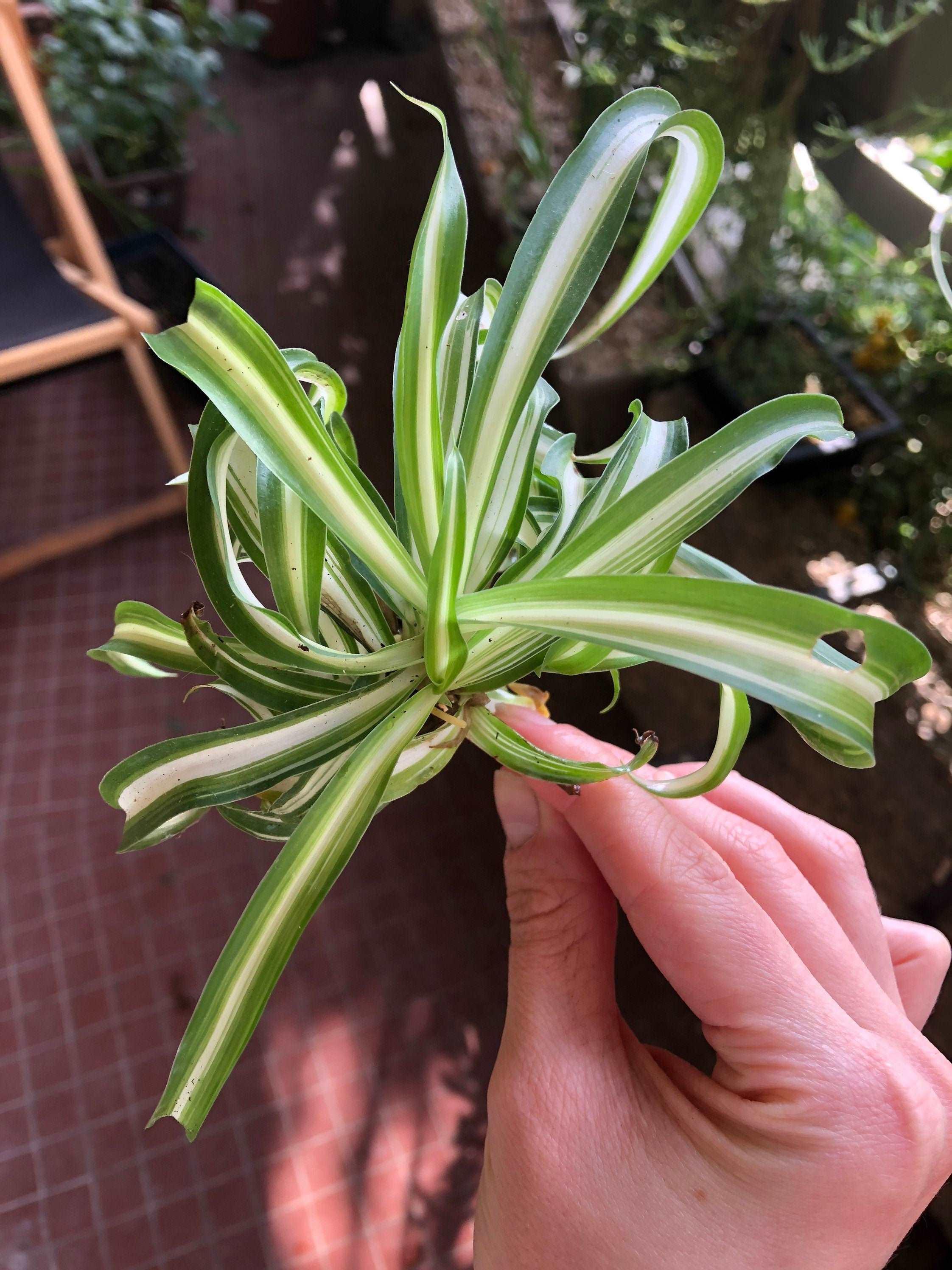 Chlorophytum Comosum 'Curly' - Image 3