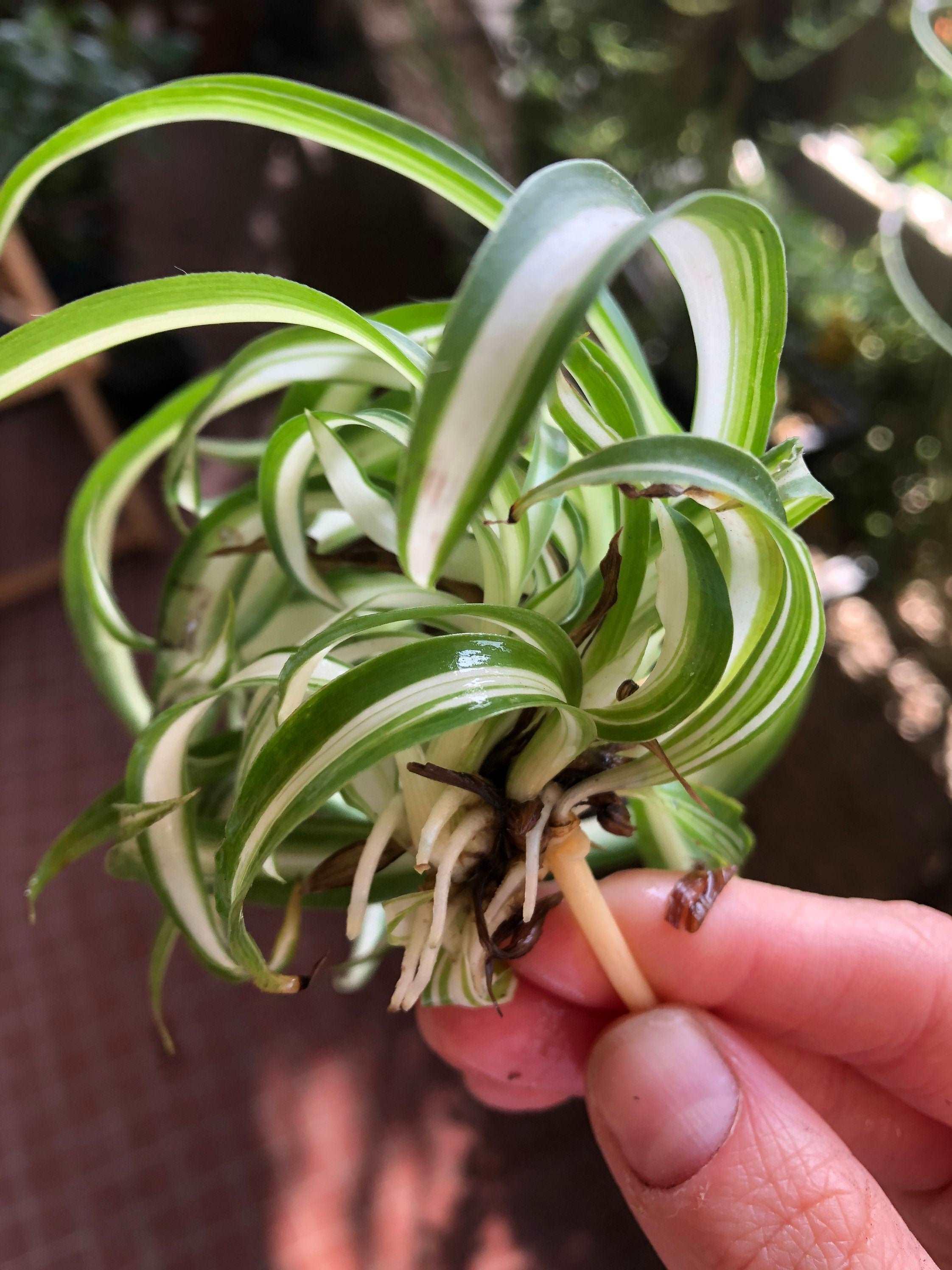 Chlorophytum Comosum 'Curly' - Image 4