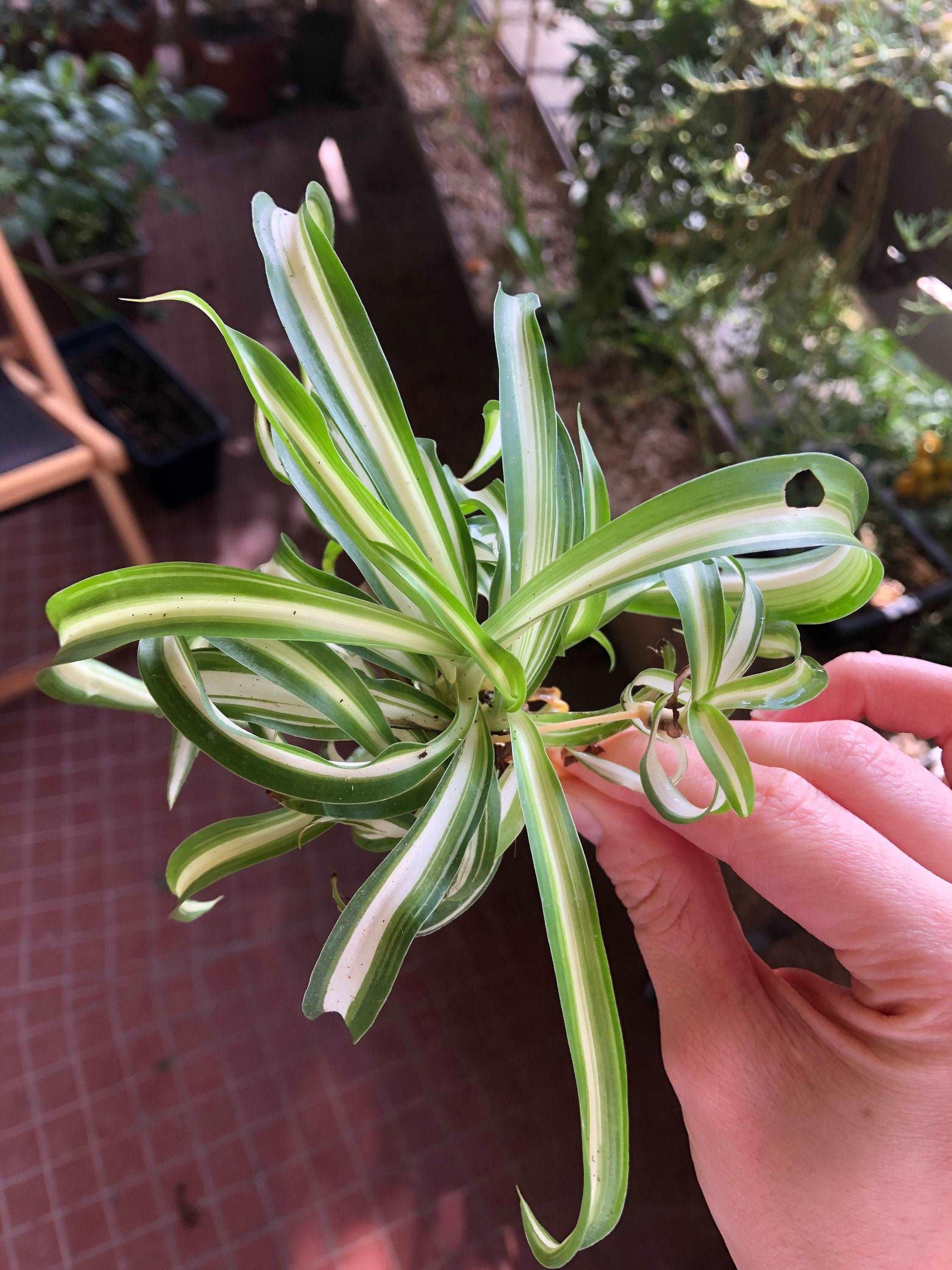 Chlorophytum Comosum 'Curly' - Image 5