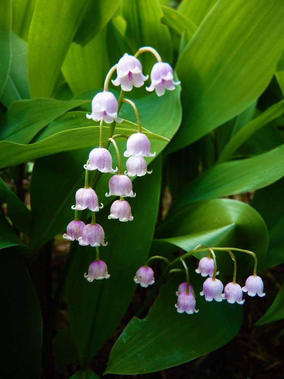 Convallaria majalis 'Rosea' (Pink Lily of The Valley) - Image 3