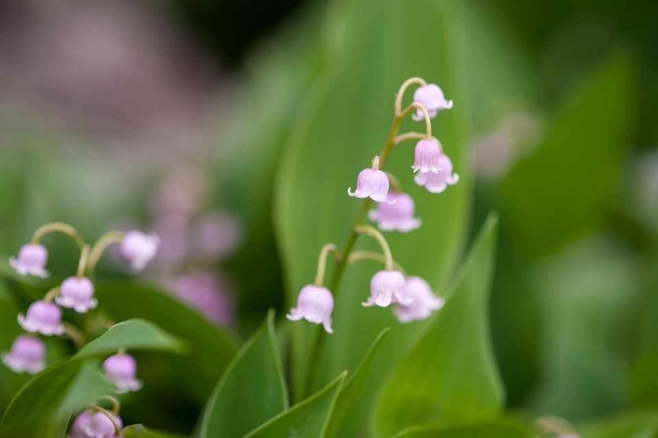 Convallaria majalis 'Rosea' (Pink Lily of The Valley) - Image 5
