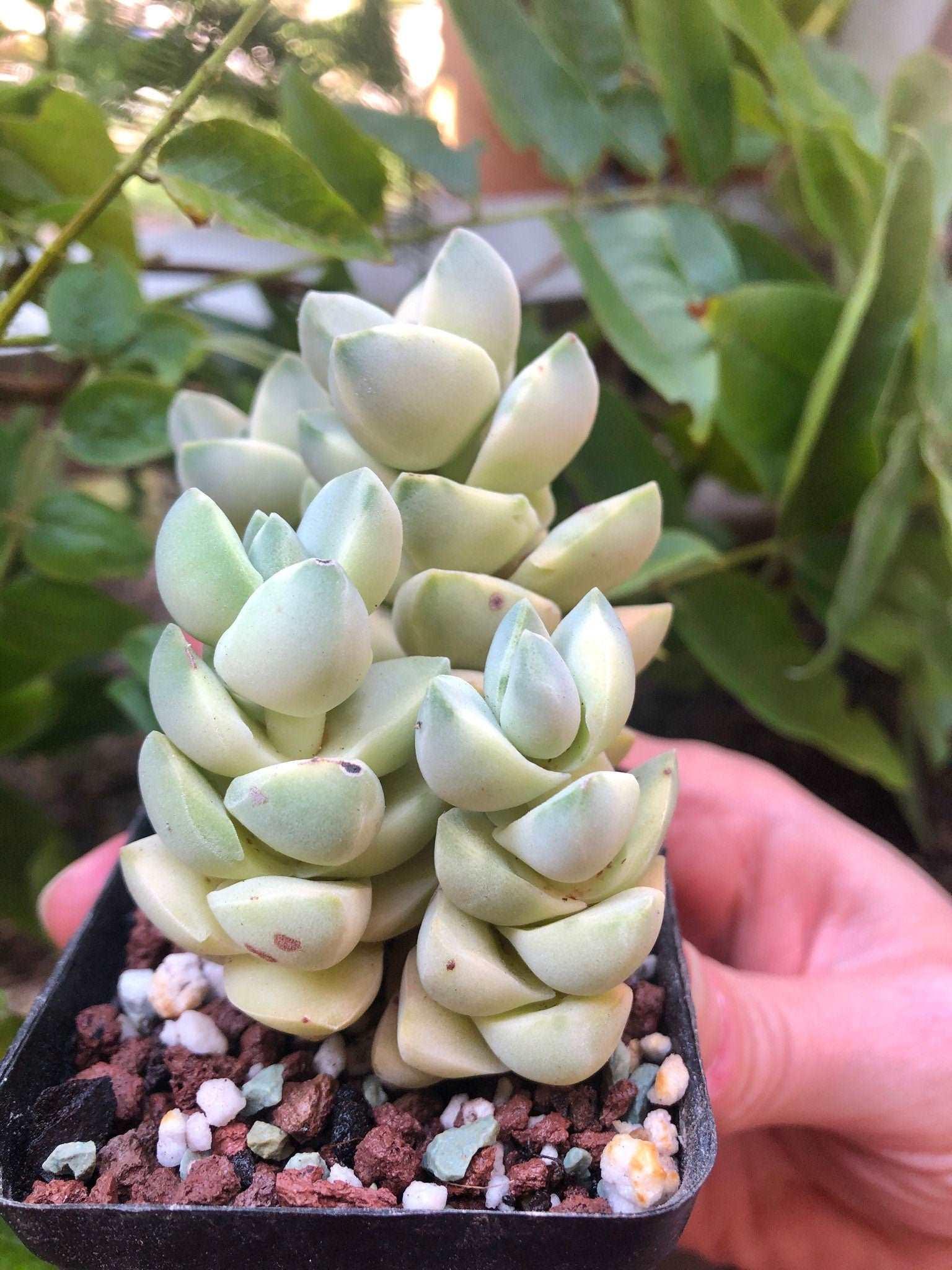 Crassula Moonglow variegata - Image 3
