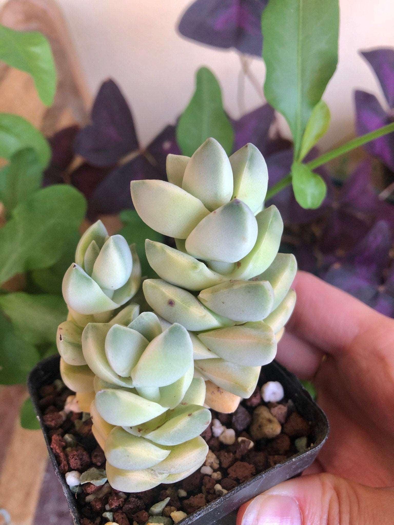 Crassula Moonglow variegata - Image 4