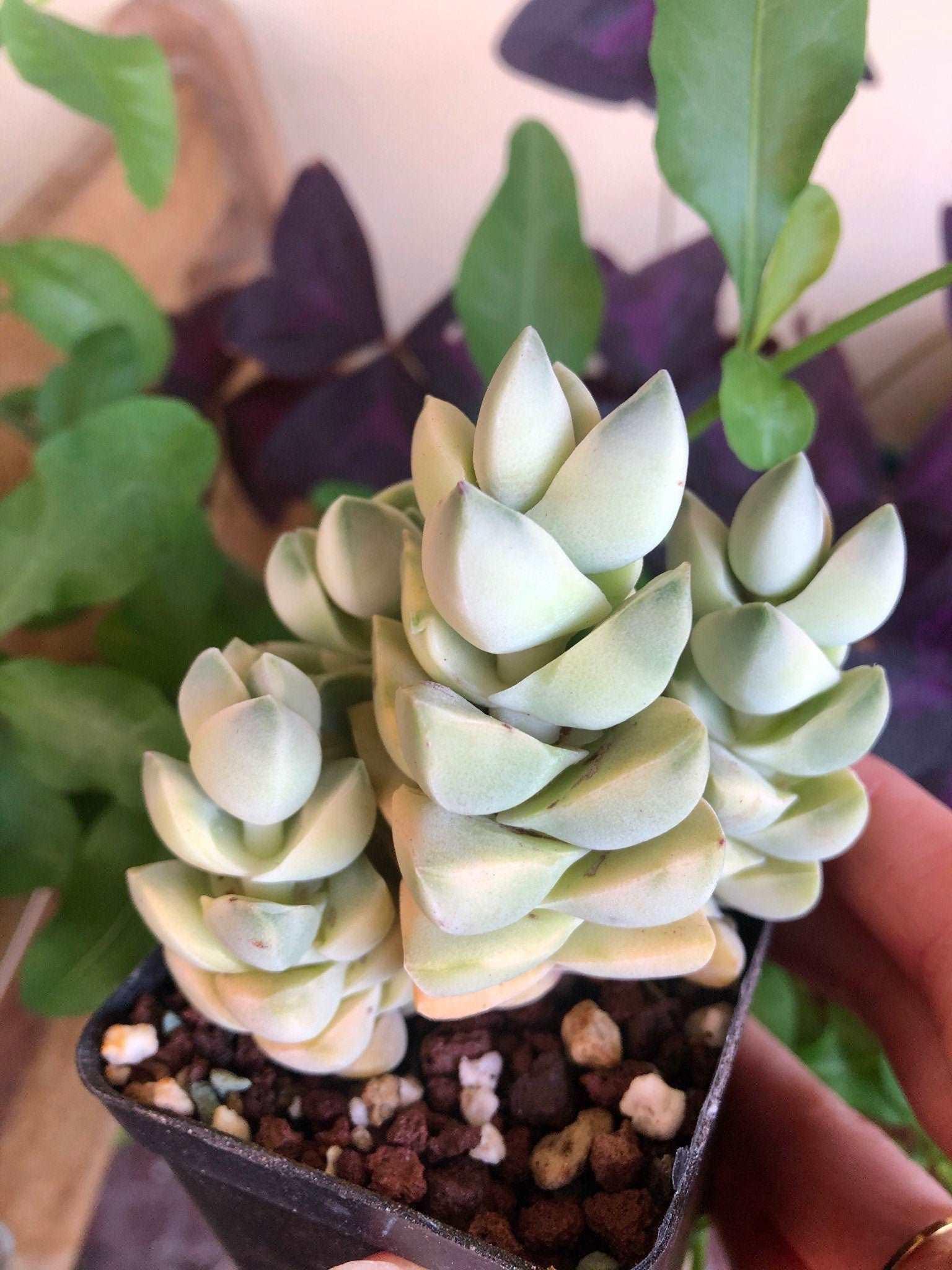 Crassula Moonglow variegata - Image 5