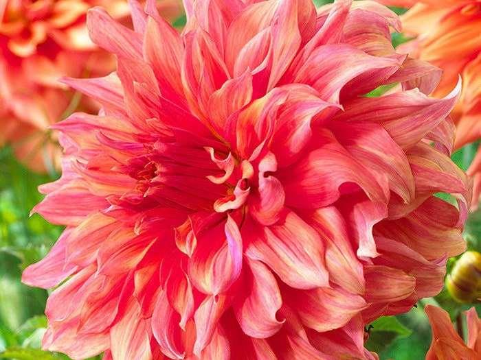 Dahlia 'Belle of Barmera' tuber - Image 3