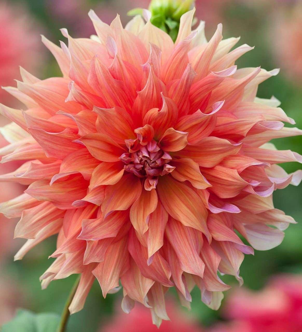 Dahlia 'Belle of Barmera' tuber - Image 5