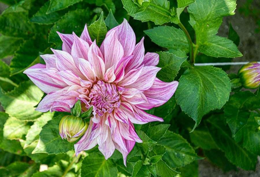 Dahlia 'Café au Lait Twist' tuber - Image 4