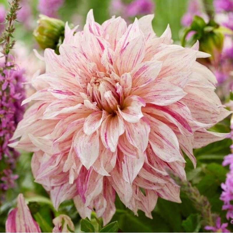 Dahlia 'Café au Lait Twist' tuber - Image 5