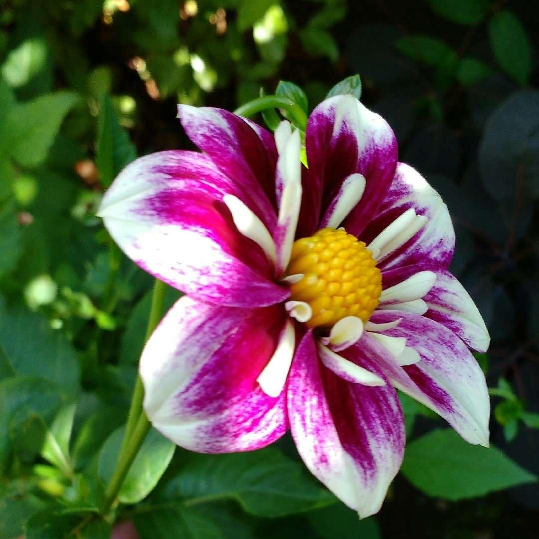 Dahlia 'Impression Fabula' tuber - Image 4
