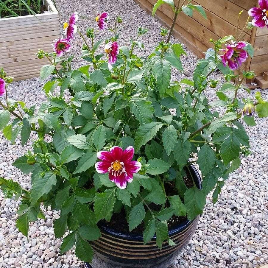 Dahlia 'Impression Fabula' tuber - Image 5