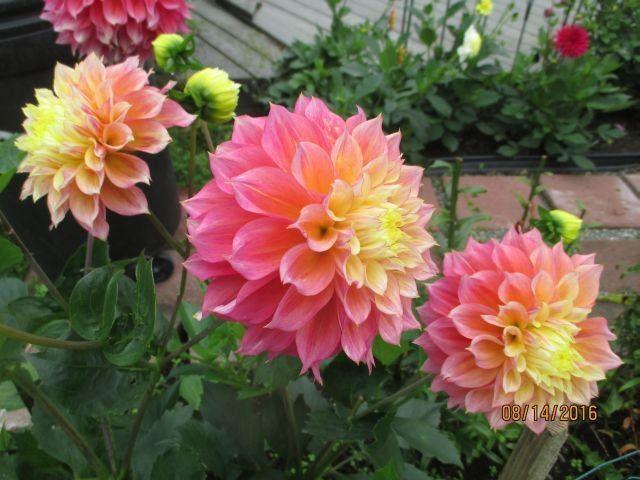 Dahlia 'Kogane Fubuki' tuber - Image 4