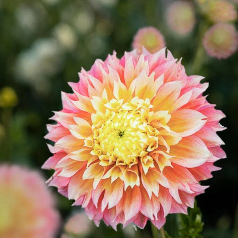 Dahlia 'Kogane Fubuki' tuber - Image 5