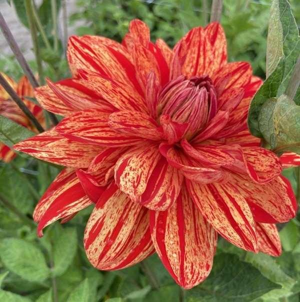 Dahlia 'Neo' tuber - Image 3