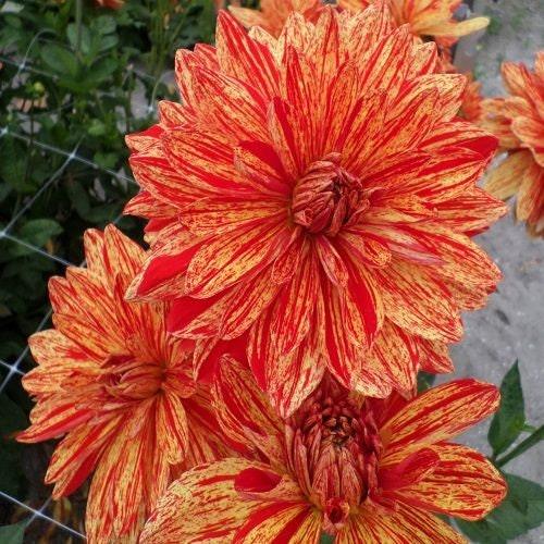 Dahlia 'Neo' tuber - Image 4
