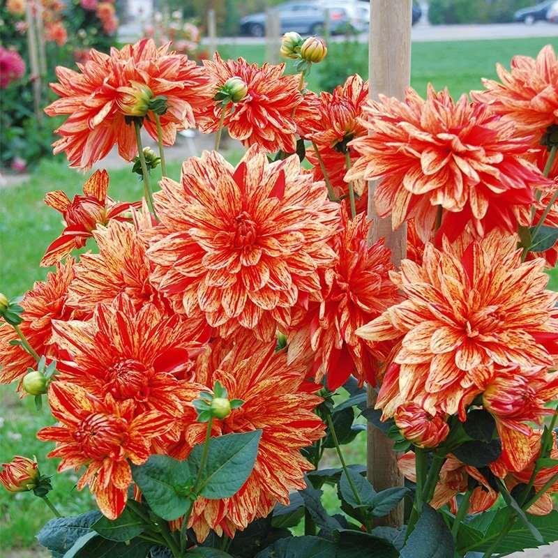 Dahlia 'Neo' tuber - Image 5