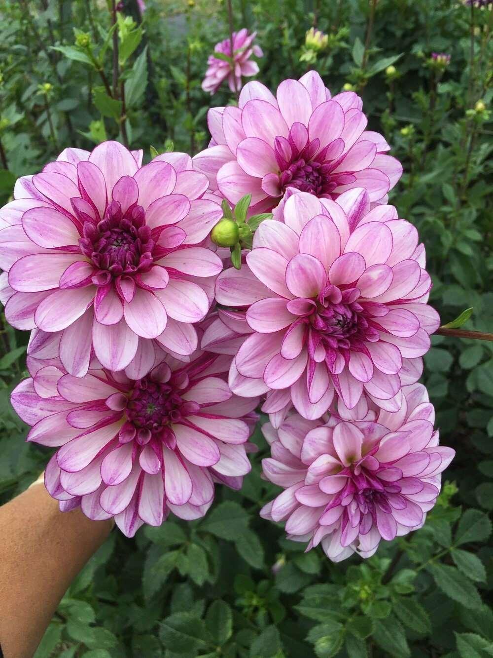 Dahlia "Seduction" tuber - Image 3