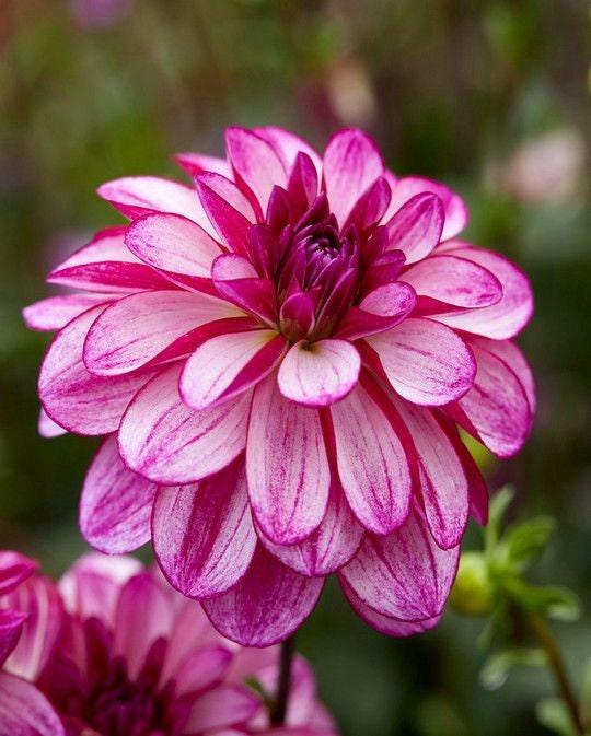Dahlia "Seduction" tuber - Image 5