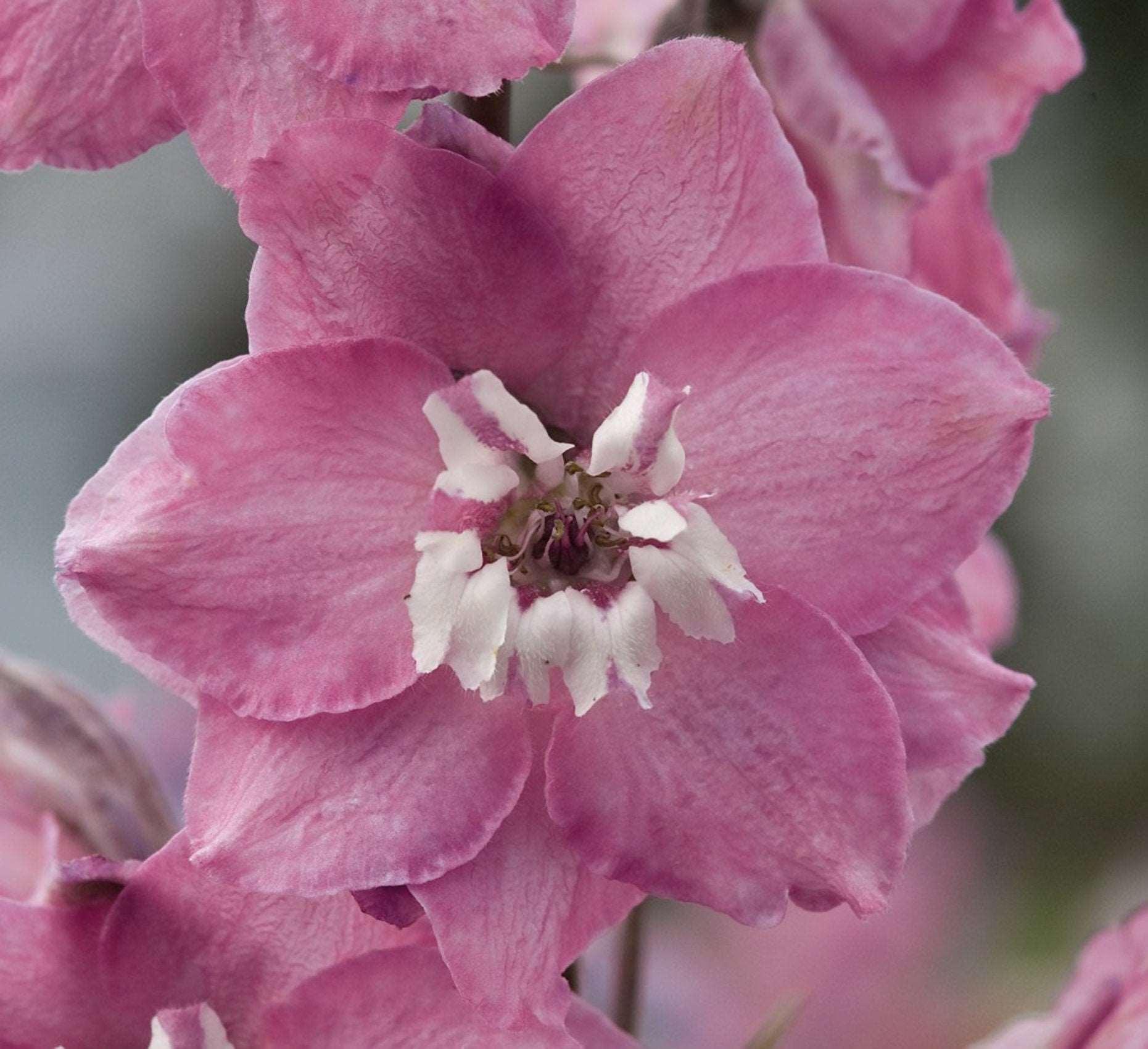 Delphinium elatum "Magic Fountains" Cherry Blossom-White Bee - Image 3