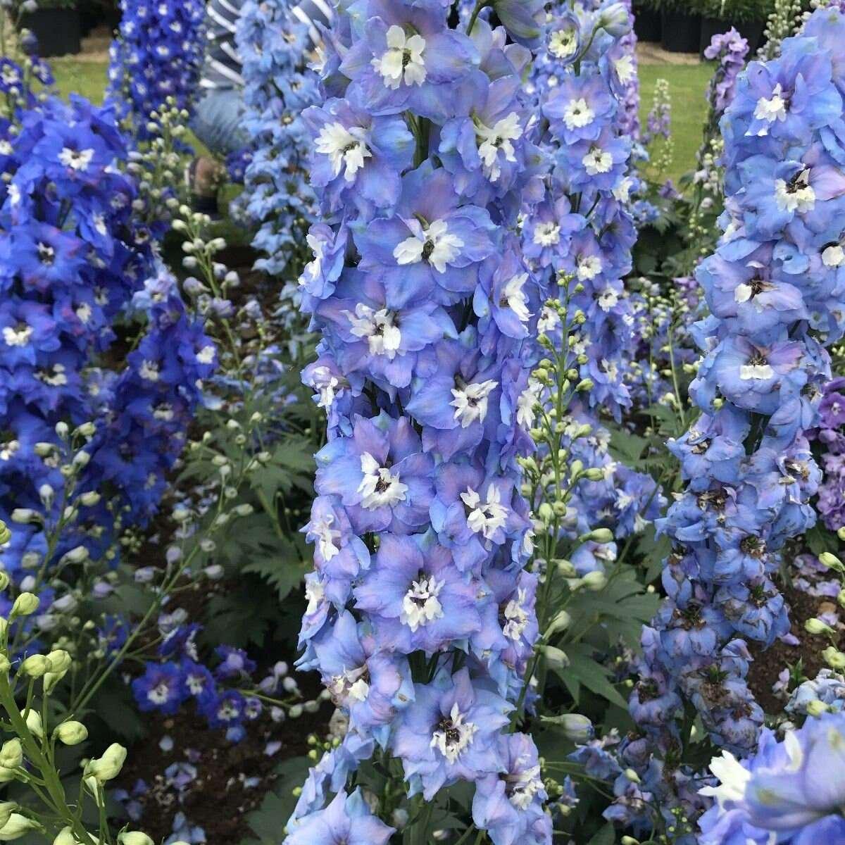 Delphinium elatum "Magic Fountains" Mid-Blue White Bee - Image 3