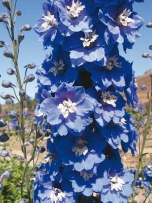 Delphinium elatum "Magic Fountains" Mid-Blue White Bee - Image 4
