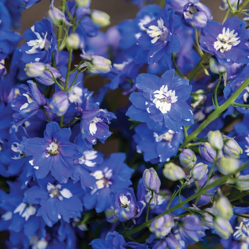 Delphinium elatum "Magic Fountains" Mid-Blue White Bee - Image 5