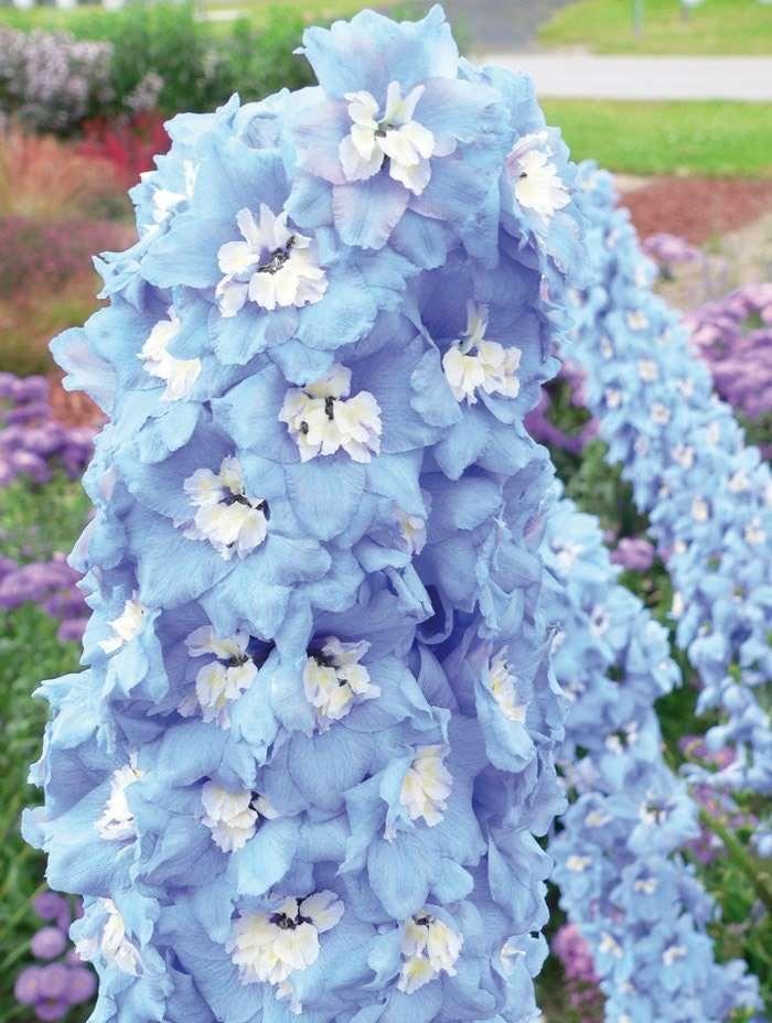 Delphinium elatum "Magic Fountains" Sky-Blue White Bee - Image 3