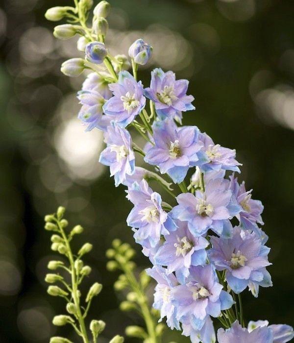 Delphinium elatum "Magic Fountains" Sky-Blue White Bee - Image 4