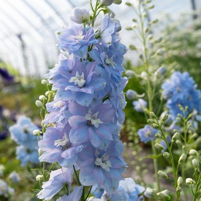 Delphinium elatum "Magic Fountains" Sky-Blue White Bee - Image 5