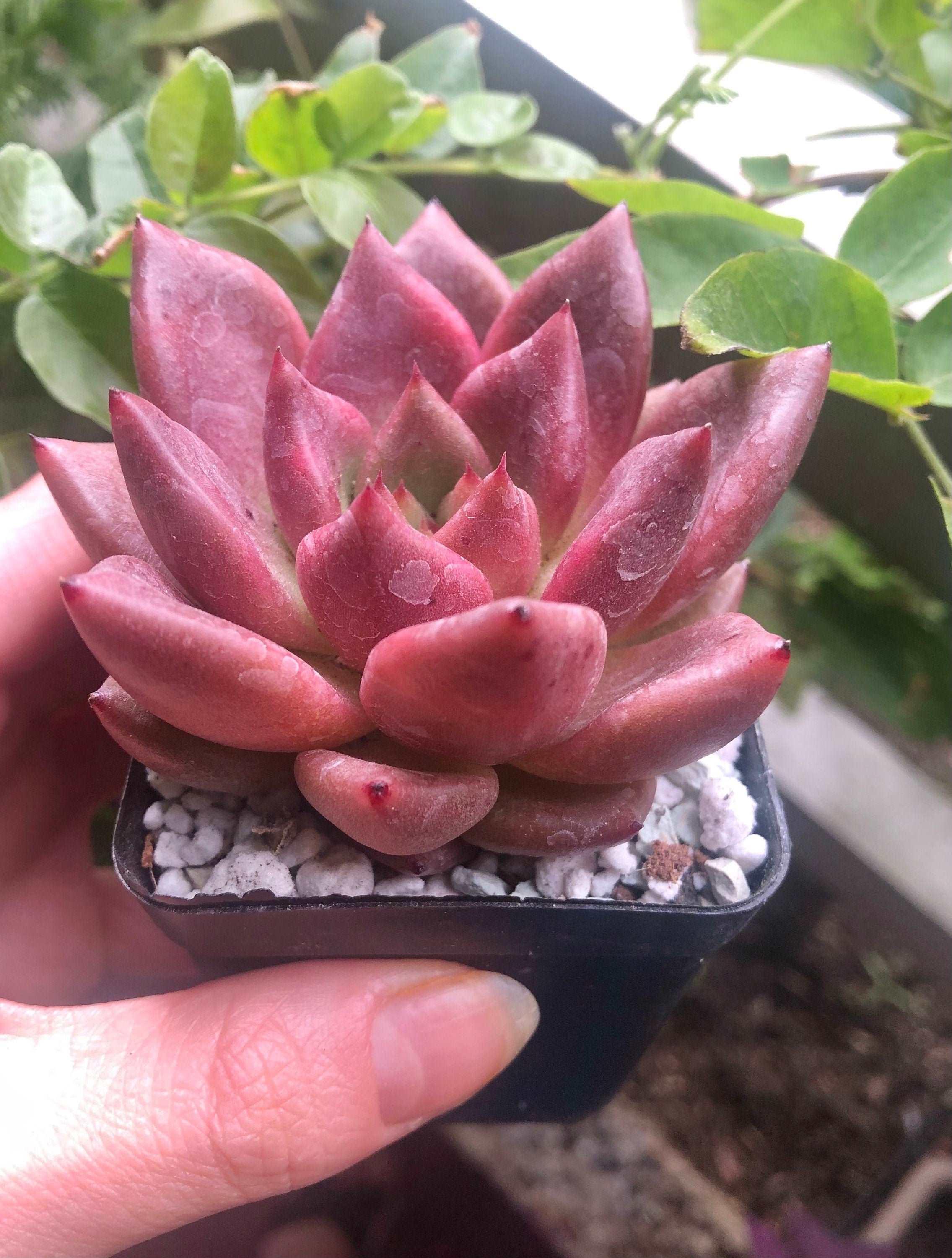 Echeveria agavoides Honey Pink - Image 2