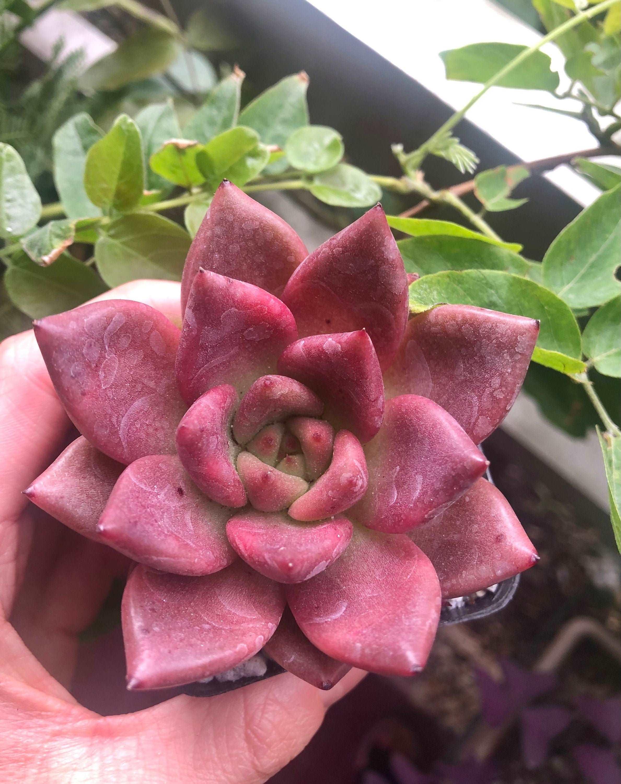 Echeveria agavoides Honey Pink - Image 3