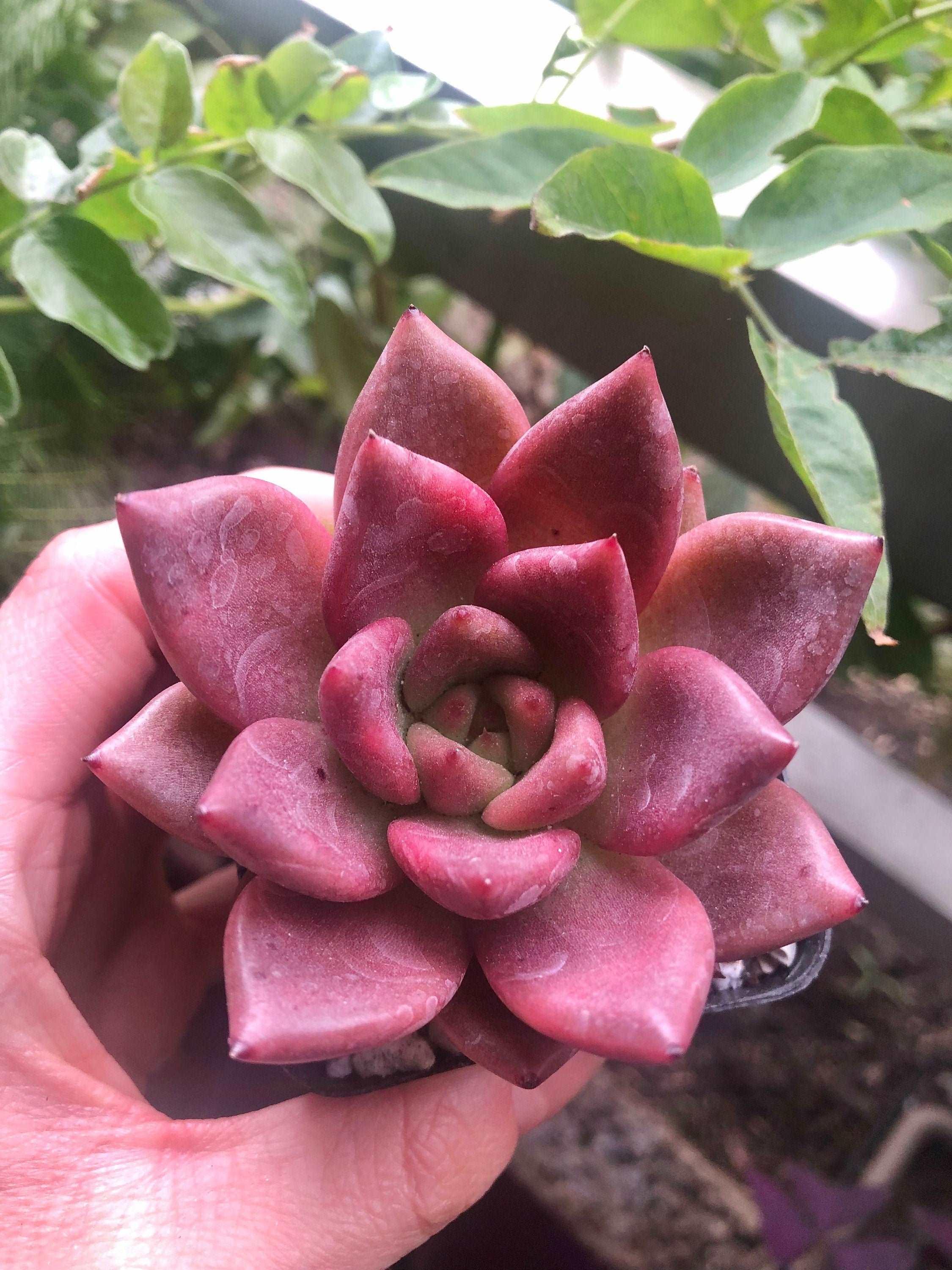 Echeveria agavoides Honey Pink - Image 4