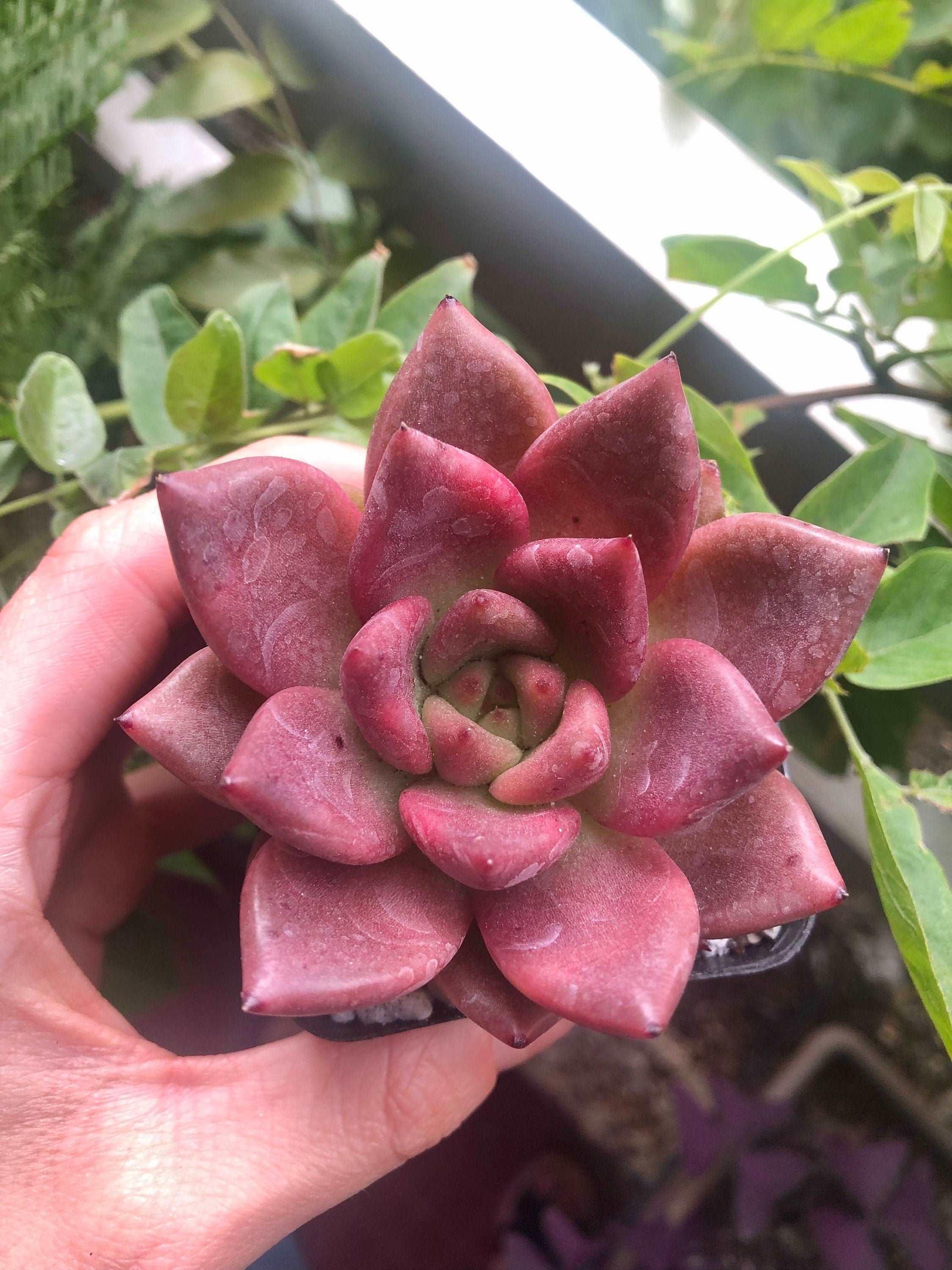 Echeveria agavoides Honey Pink - Image 5