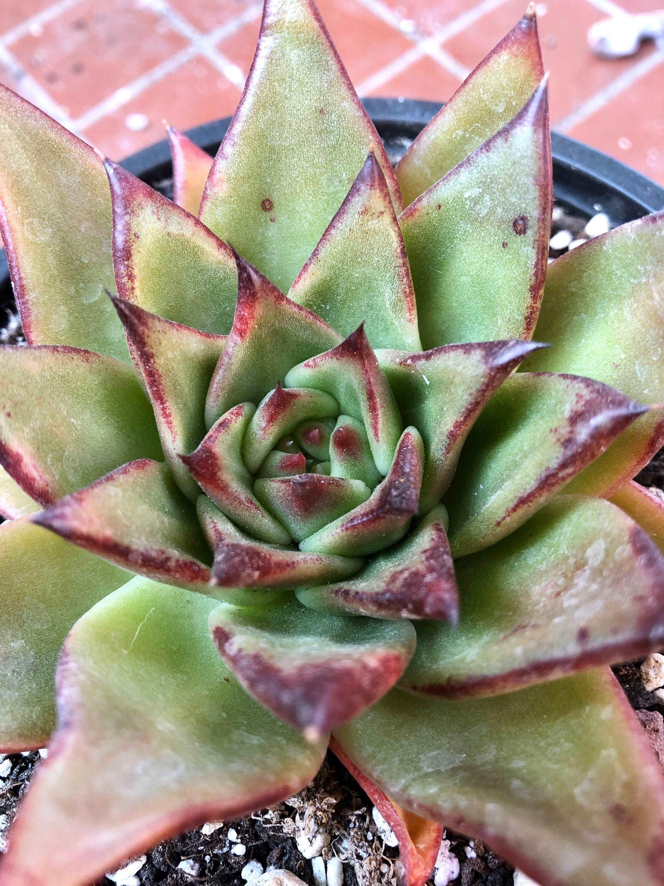 Echeveria Agavoides 'Red Edge' - Image 3